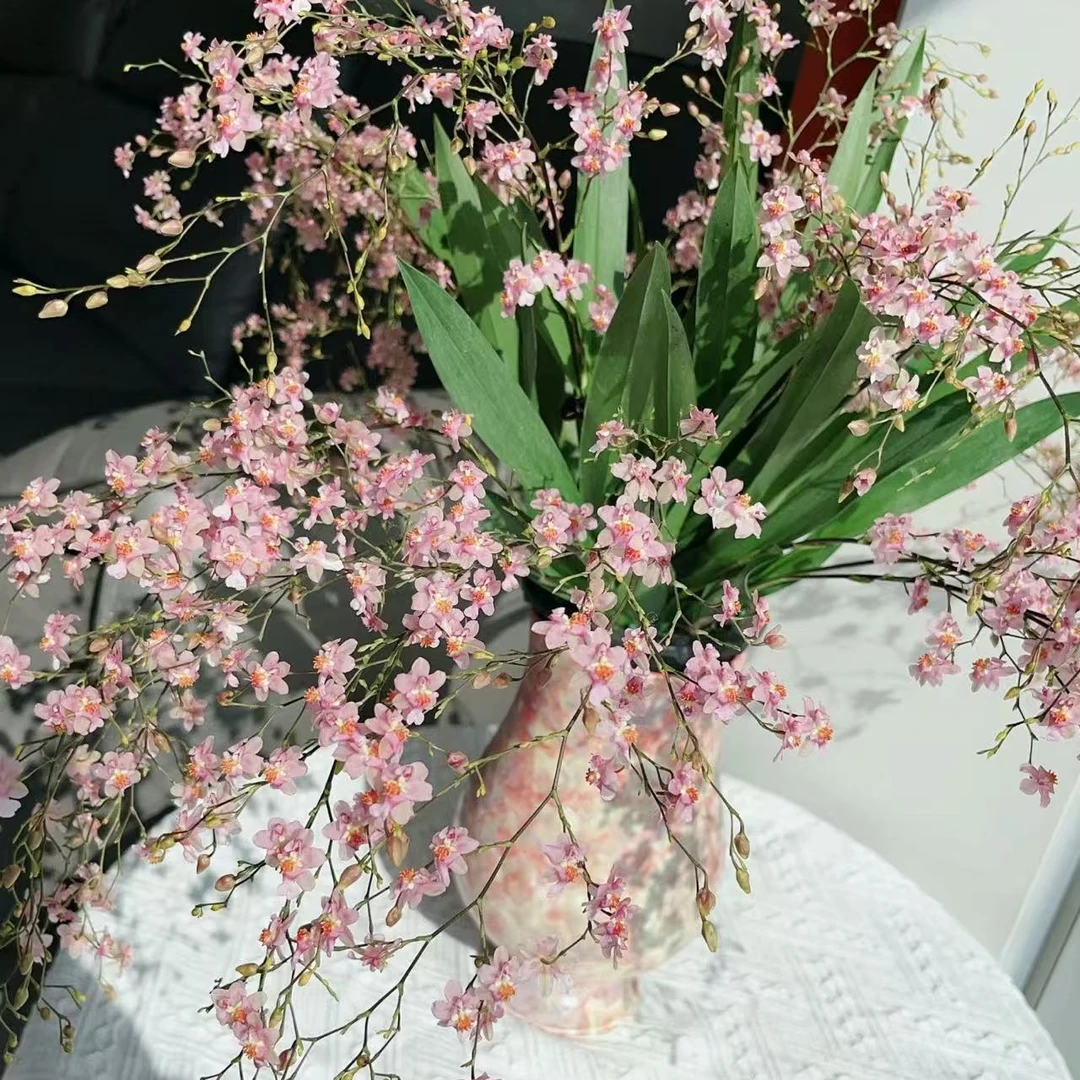 【梦香兰光宗】七只花剑起送蘑菇型花盆室内盆栽花卉绿植桌面好养
