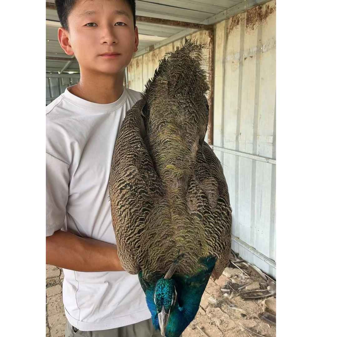 宠物观赏长尾孔雀