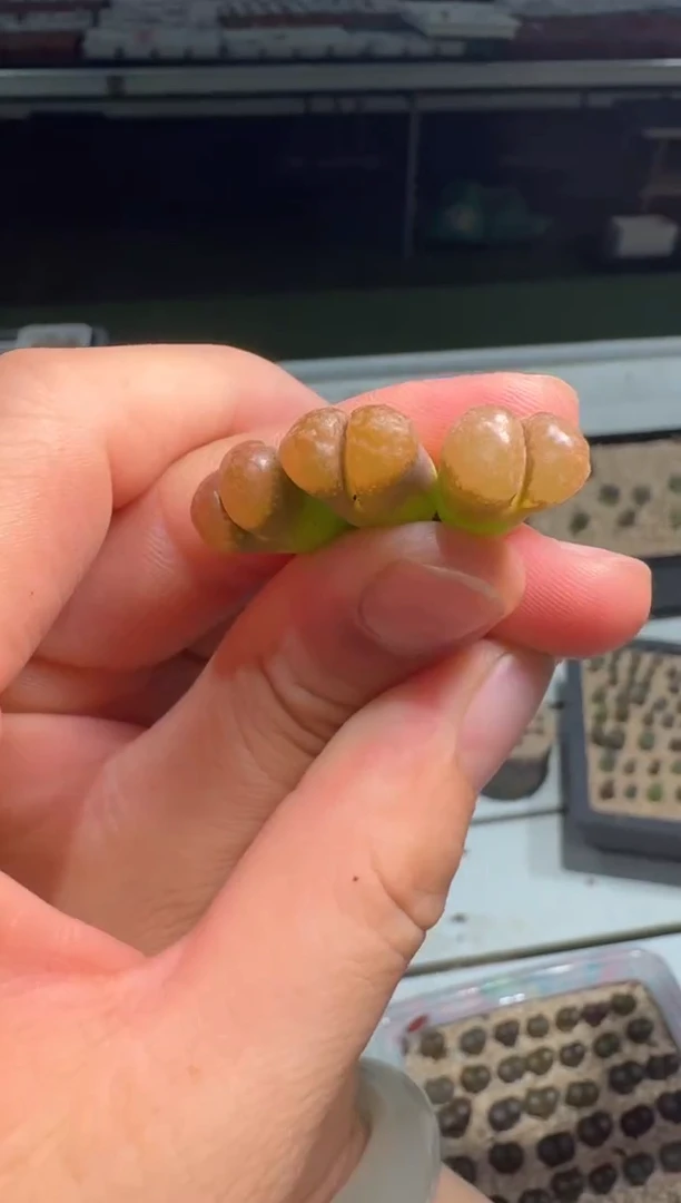 23-218多肉植物肉锥超蛋一颗