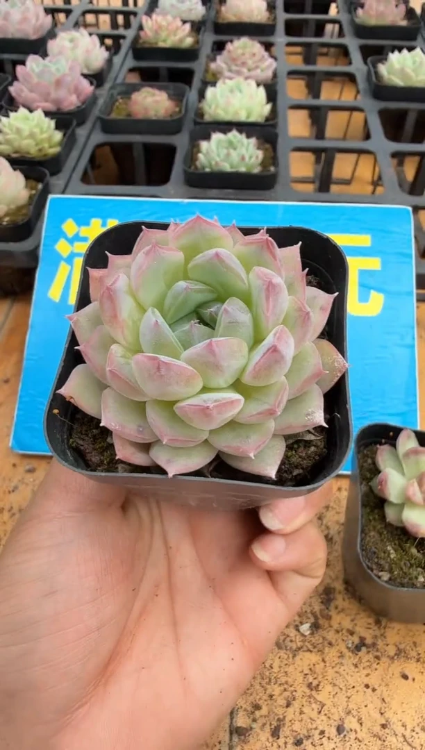 东云多肉园二店-271