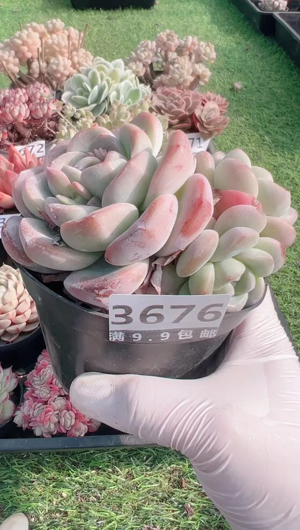 【闪购商品】信福多肉一物一拍