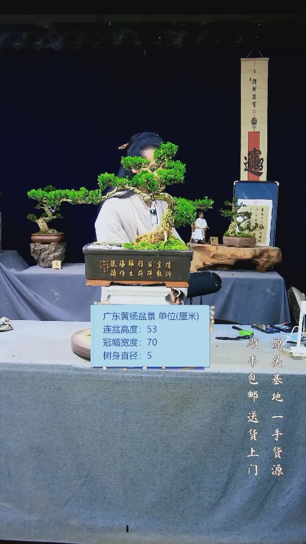 【闪购商品】黄杨盆景黄杨盆景