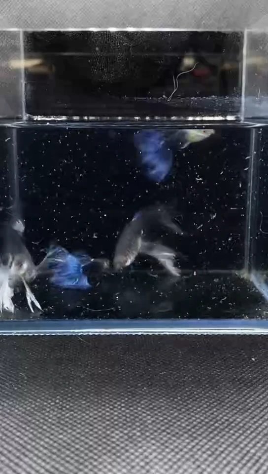 海水蓝礼服绣球种鱼福利2对