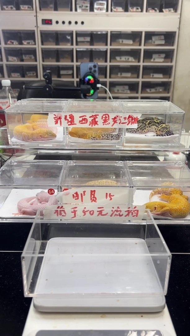 豹纹守宫肥尾守宫25橘白