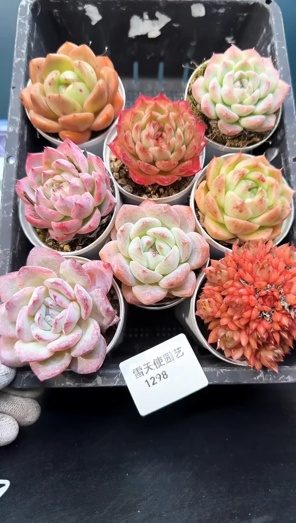 12  98   多肉8 颗