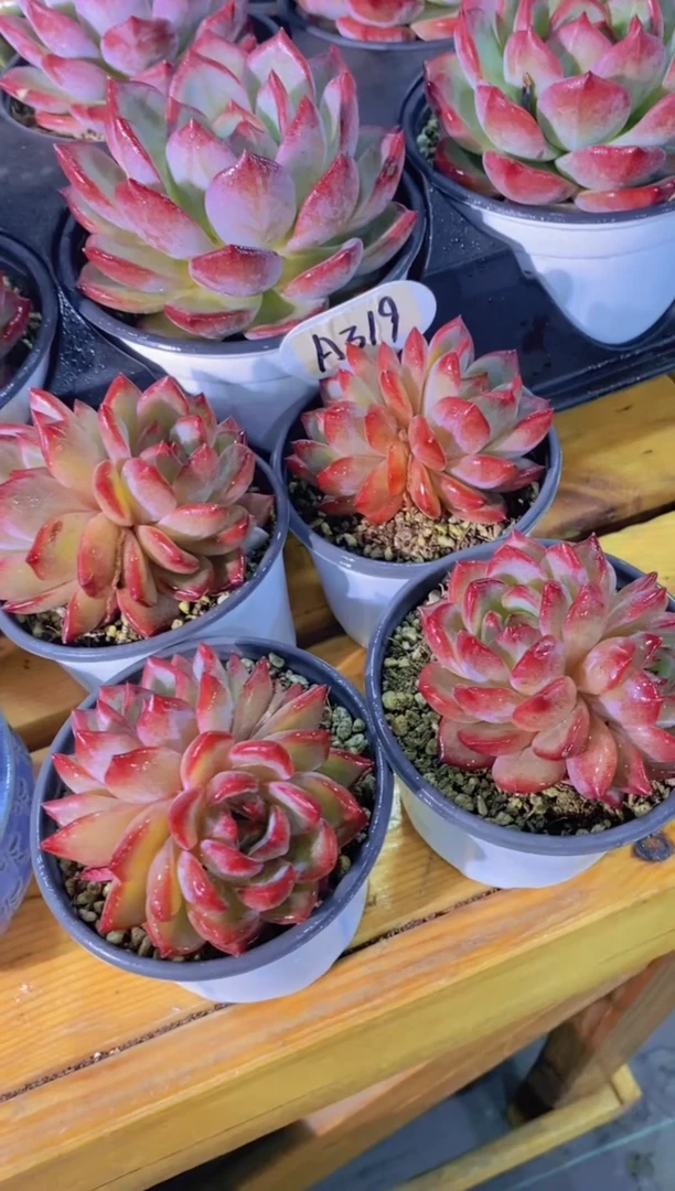 A319-夜魔侠双头带盆土（量拍）