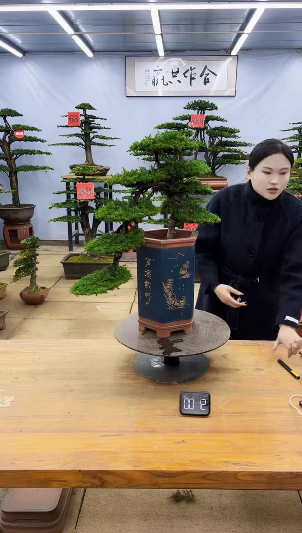 【闪购商品】高端盆景一物一拍，所见即所得