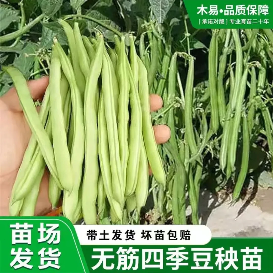 四季豆苗长豆角豇豆角苗春季秋季播高产豆角秧苗豌豆无架爬架豆苗