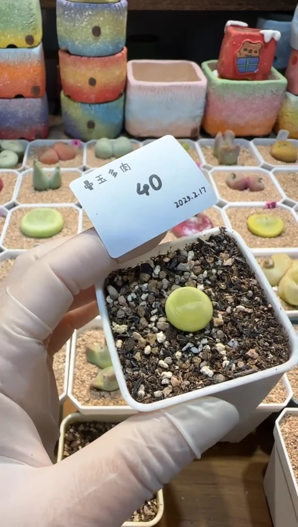 【闪购商品】25.2.17-40