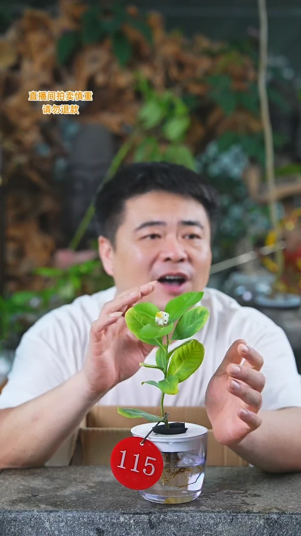 当前无花栽培后可以开花柠檬115T