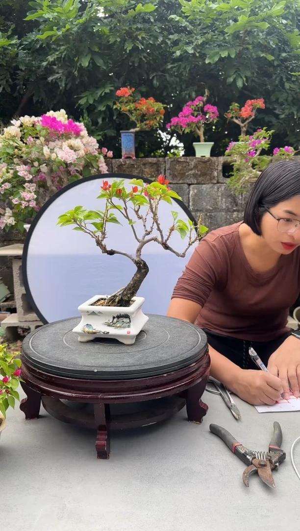 m***u三角梅同安红