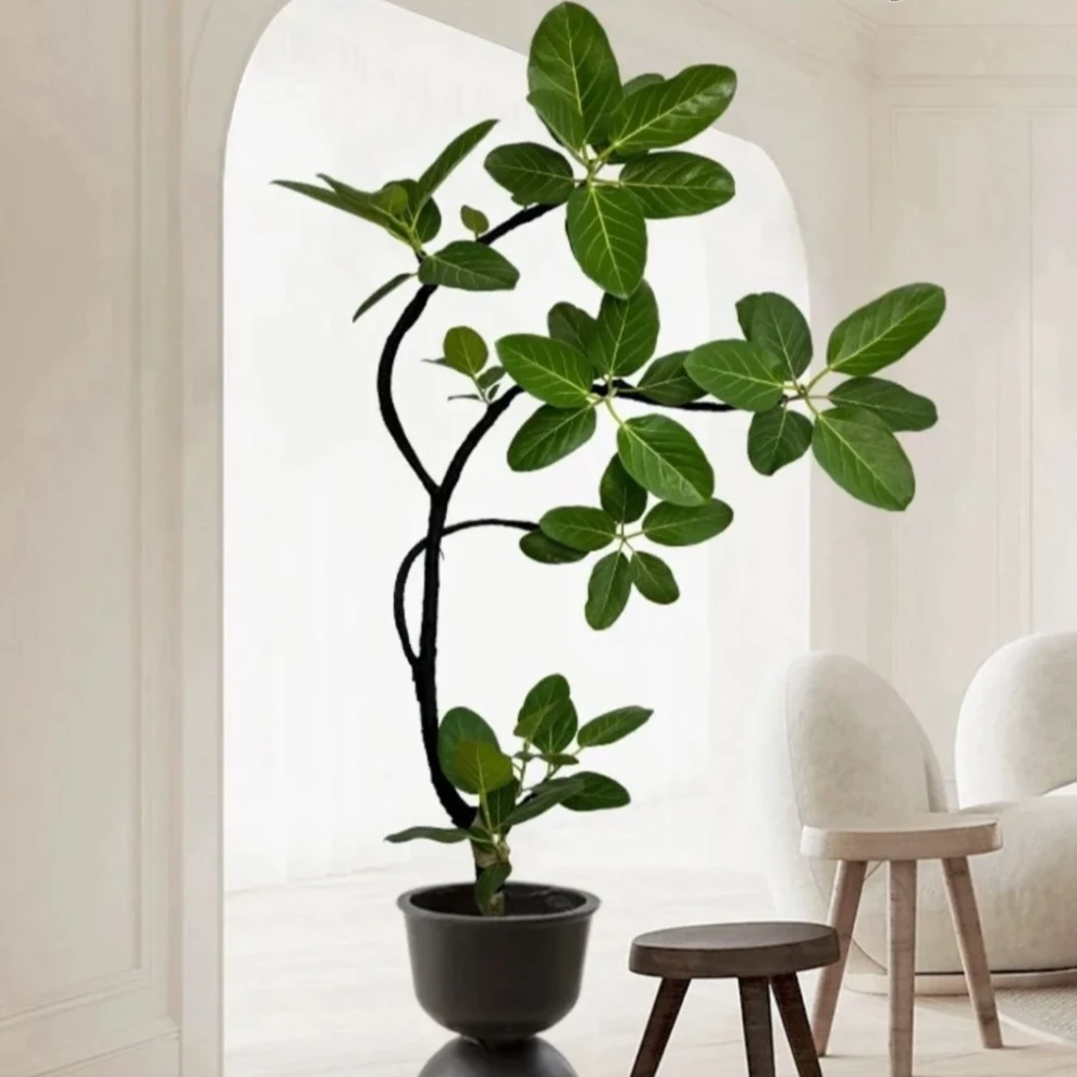 造型孟加拉榕盆栽客厅绿植室内大型植物网红好养落地盆栽