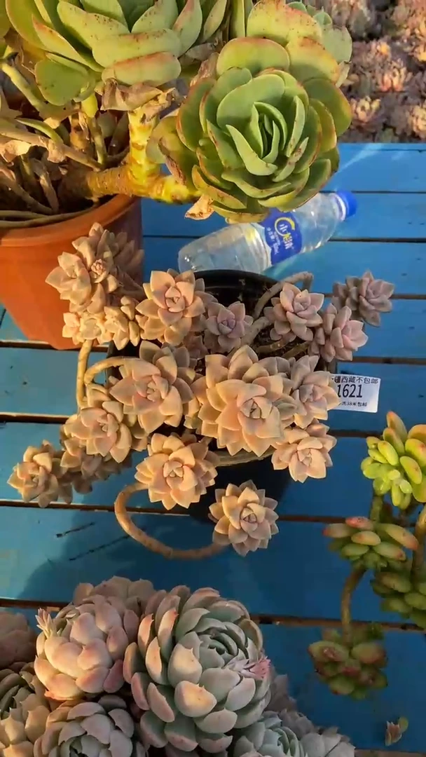 【闪购商品】1621美杏锦