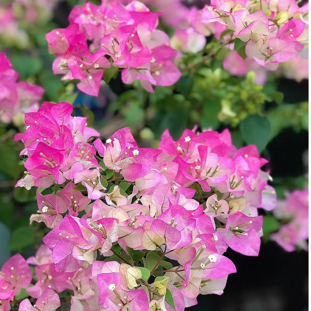 绿樱三角梅盆栽庭院阳台爆花强花卉新手易养护