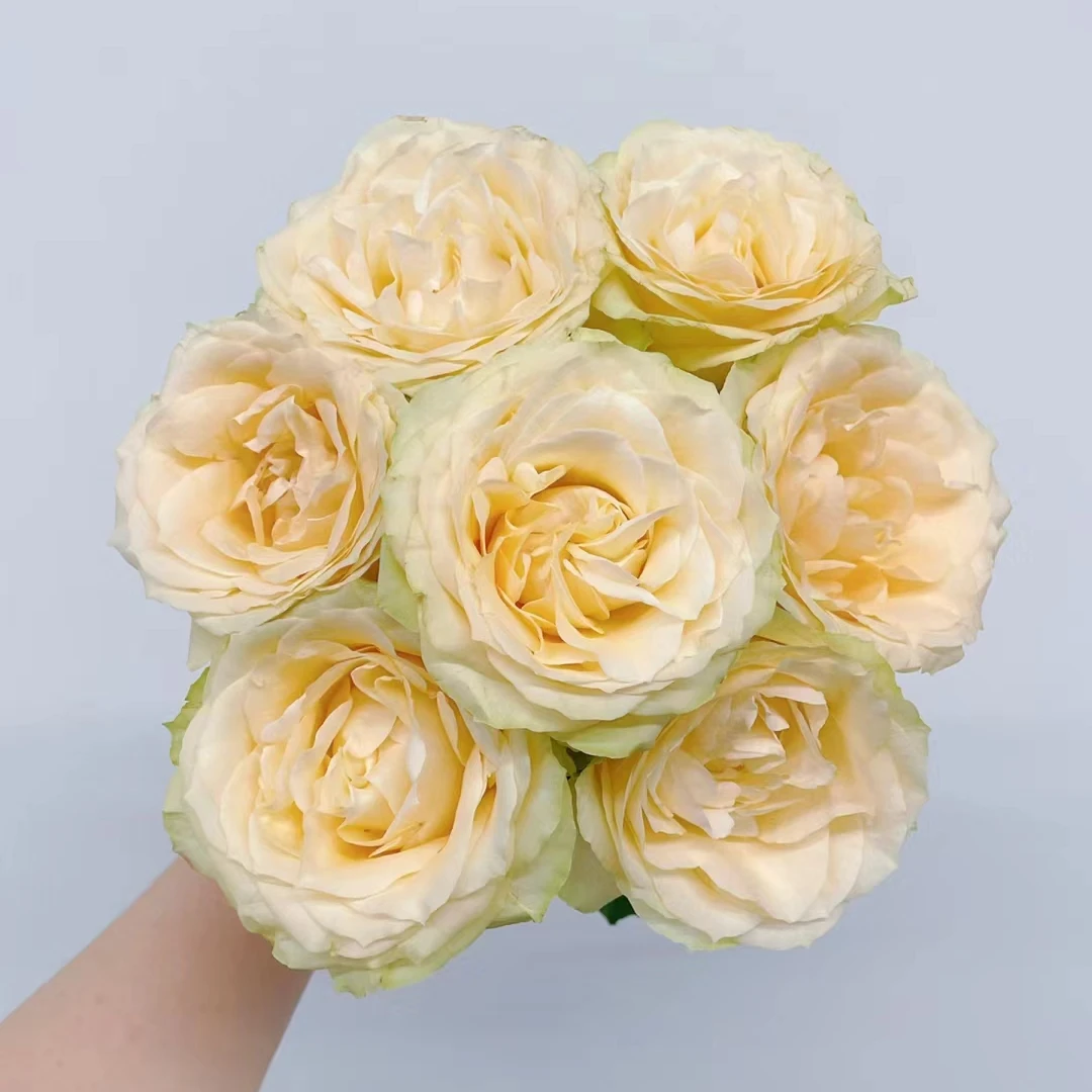 51香槟10支+方德和风3支+稀有初吻康乃馨10支+白色单瓣紫罗兰一把