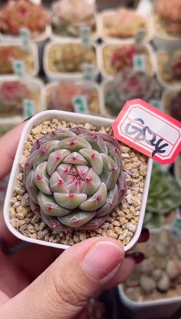 【闪购商品】G524雪花珍妮一物一拍