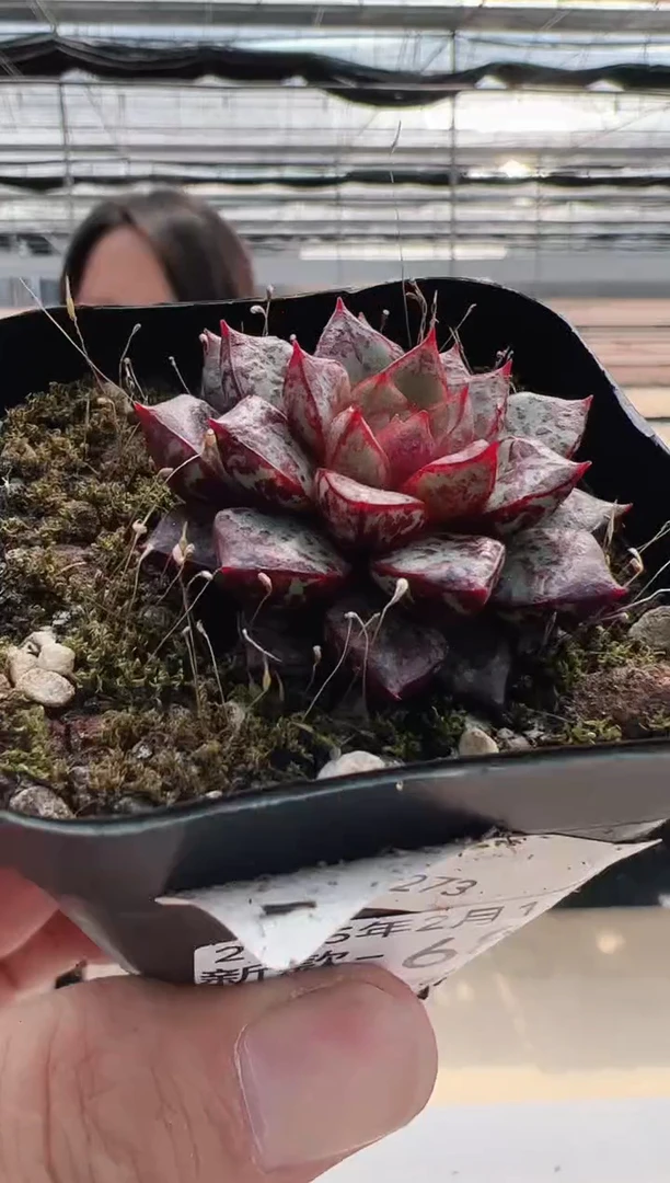 【闪购商品】新款多肉-68