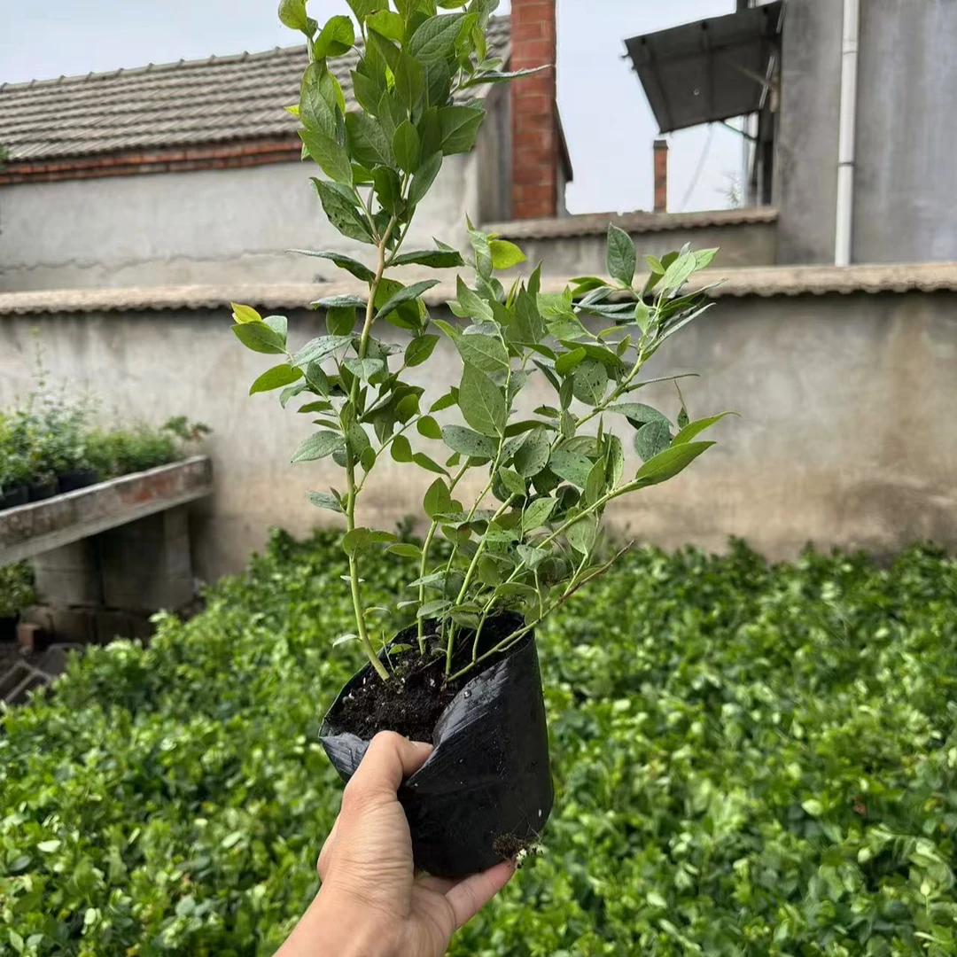 花香L25 蓝梅苗 一物一拍618活动