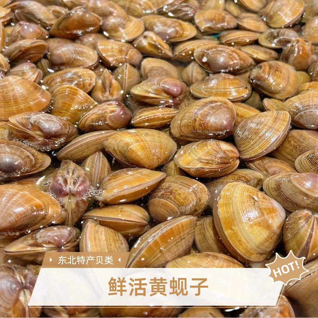 黄蚬子丹东黄蚬子全活（保95%-99%无沙）29.9元一袋
