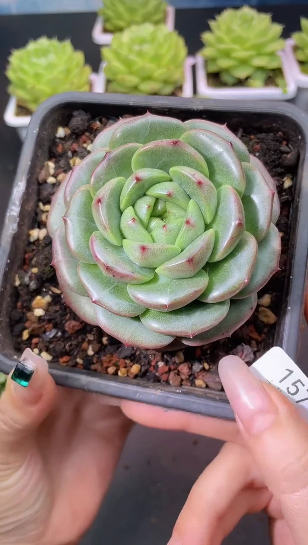 157混沌一物一拍