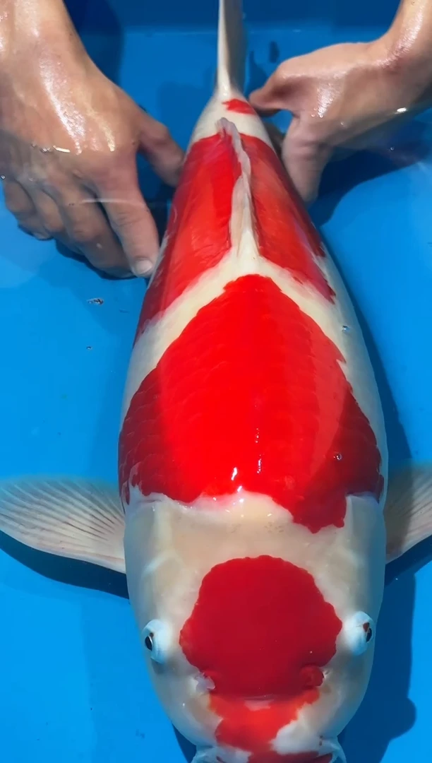 锦鲤佛山金隆锦鲤直播专用闪购链接，不支持7天无理由退货退款