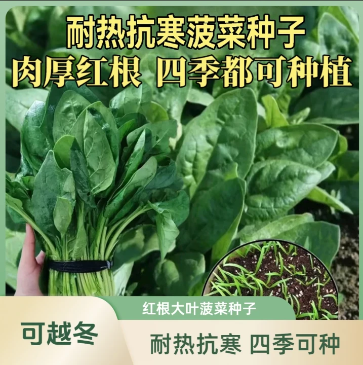耐热抗寒【菠菜种子】耐热抗寒耐抽苔菠菜种子盆栽地栽种植四季种子商品图
