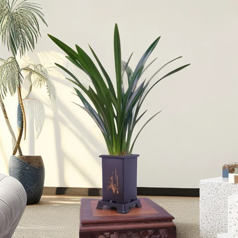 墨兰兰花盆栽带花苞四季开花浓香型易活室内观赏花卉绿植