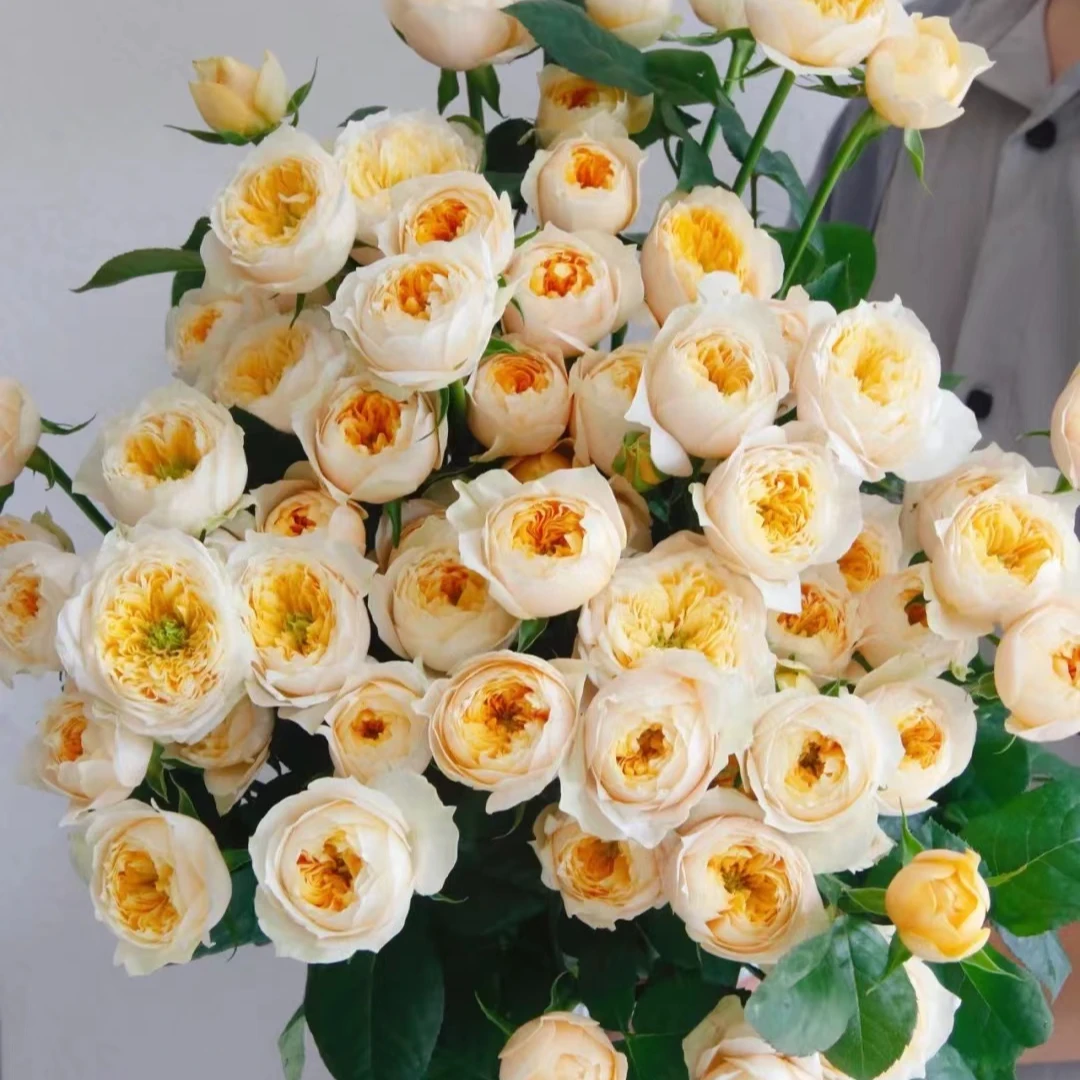 【花千花谷】多（黄玫瑰），一单普通快递，两单以上升级顺丰冷链！