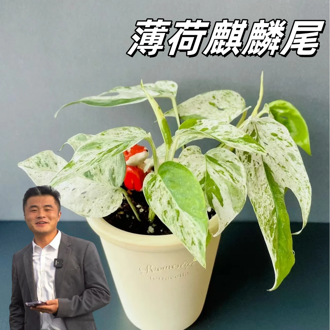 【热植馆】薄荷麒麟尾 ins风观叶植物