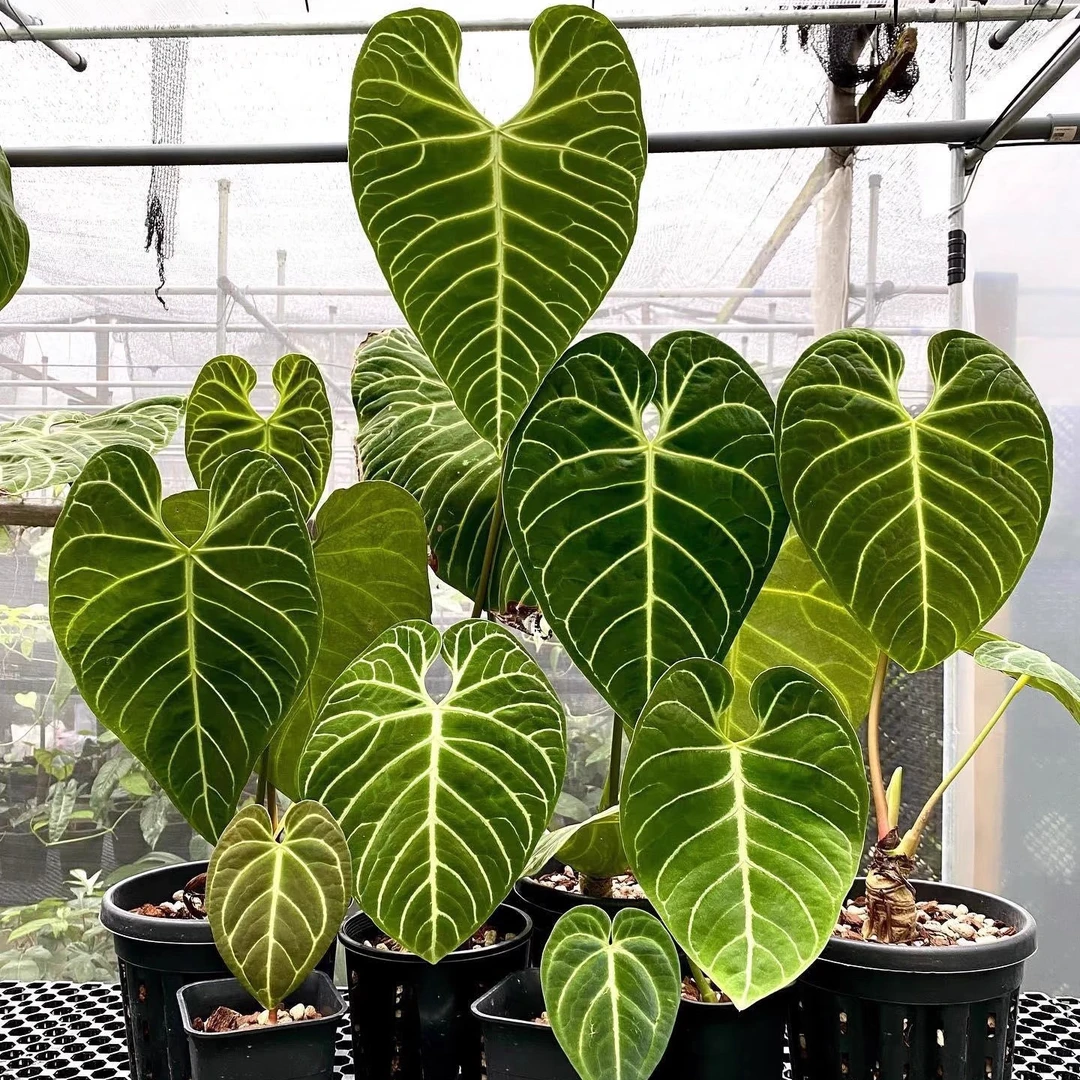 帝王花烛大叶片室内热带观叶绿植热植天南星科植物