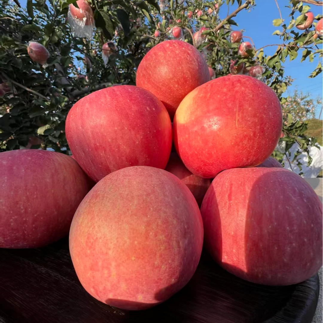 山西运城万荣红富士苹果口感酸甜爽口脆甜多汁营养丰富绿色健康