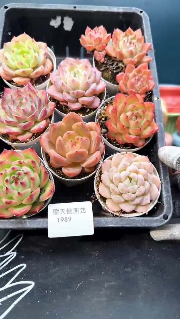 19  89   多肉8 颗