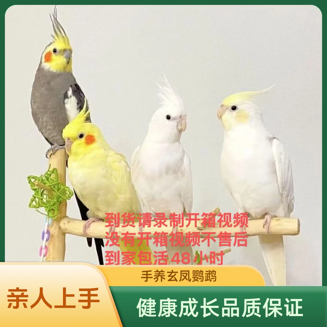 【直播链接】手养玄凤鹦鹉活体雏鸟一物一拍