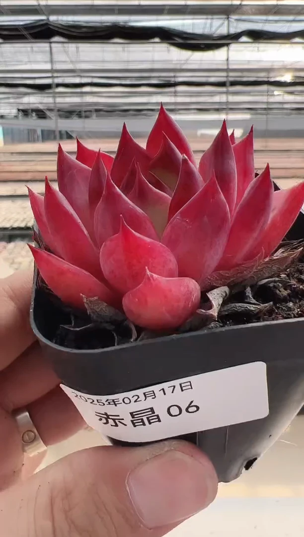 【闪购商品】赤晶-6