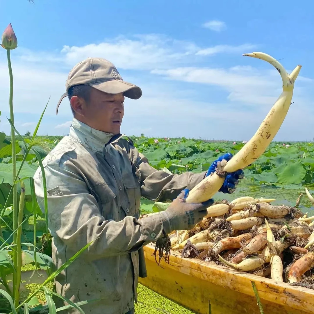 新鲜水果藕嫩藕清炒凉拌生吃顺丰包邮