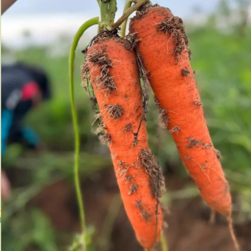 现挖沙土地胡萝卜不水洗（拍三斤送三斤）新鲜胡萝卜