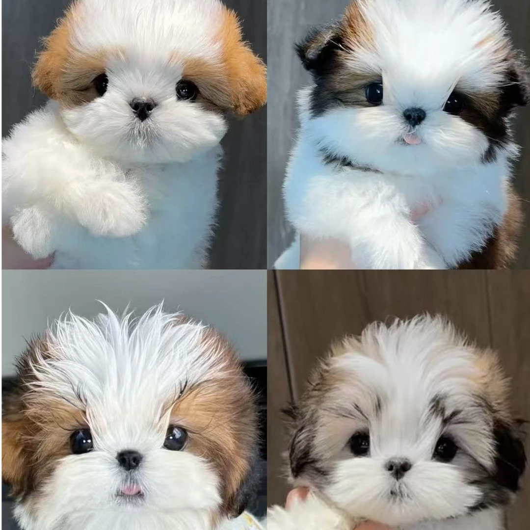 精选【犬舍直播专属链接】西施超高品相活体链接为