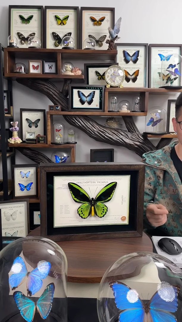 绿鸟翼凤蝶指明亚种 A4香樟木相框