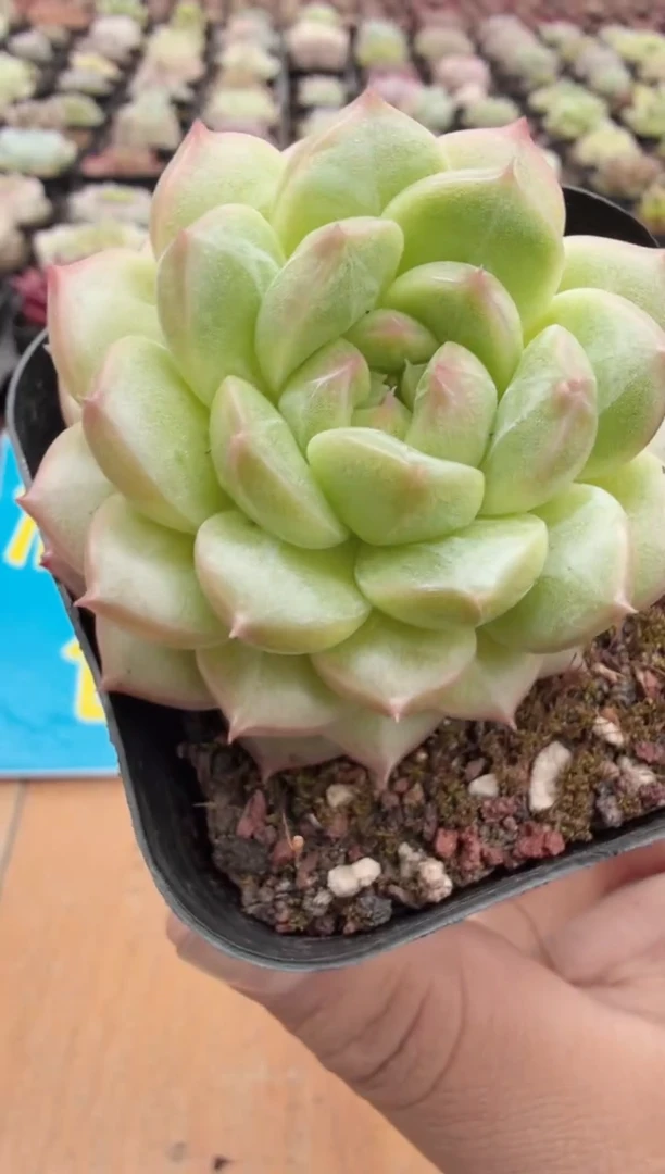 东云多肉园二店-03