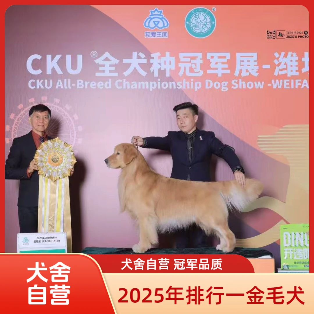 【博澳金毛犬舍】犬舍自营  金毛寻回猎犬