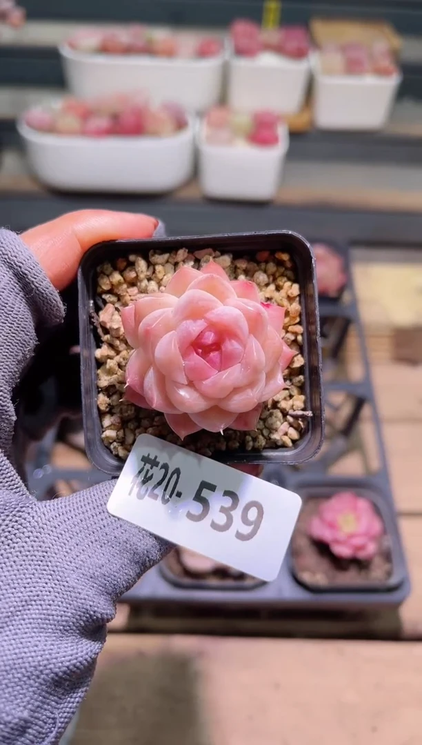 【闪购商品】20-539麦秆