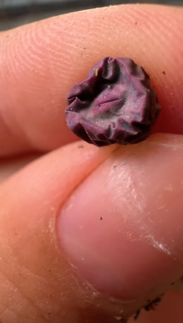 13-472多肉植物肉锥