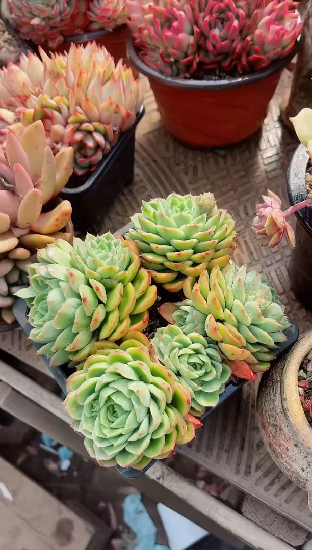 【闪购商品】11291