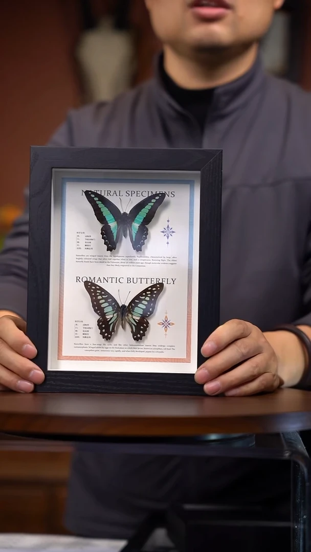 青凤蝶+碎斑青凤蝶（常规）