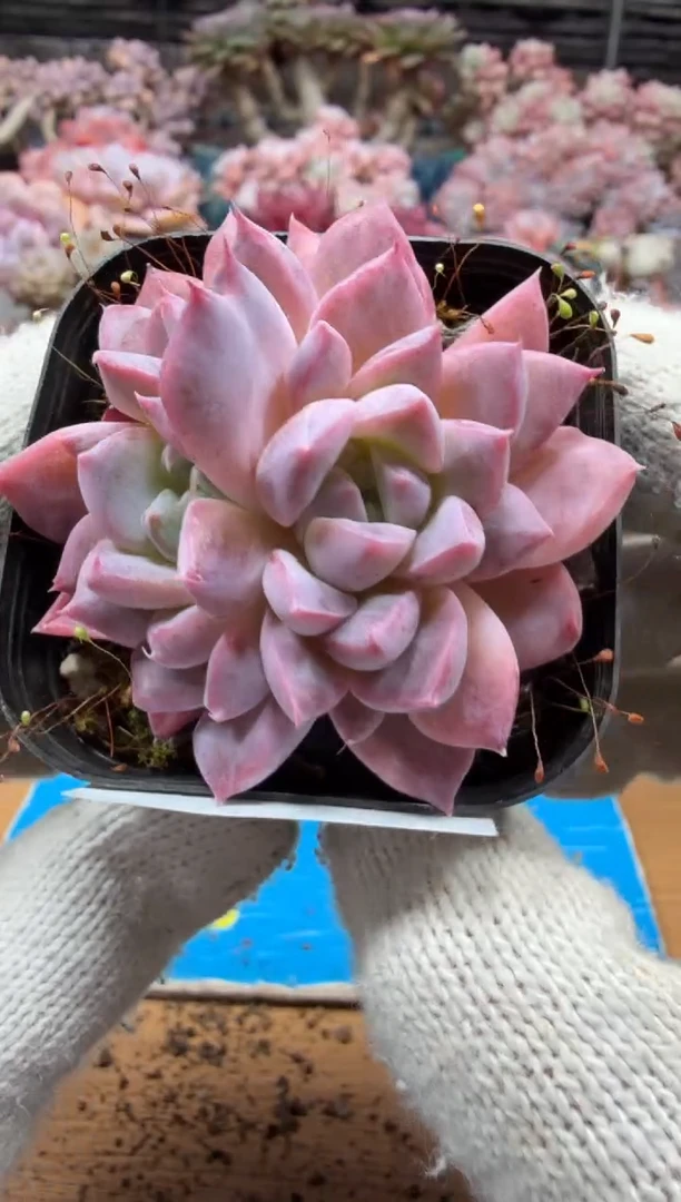 东云多肉园三店-163