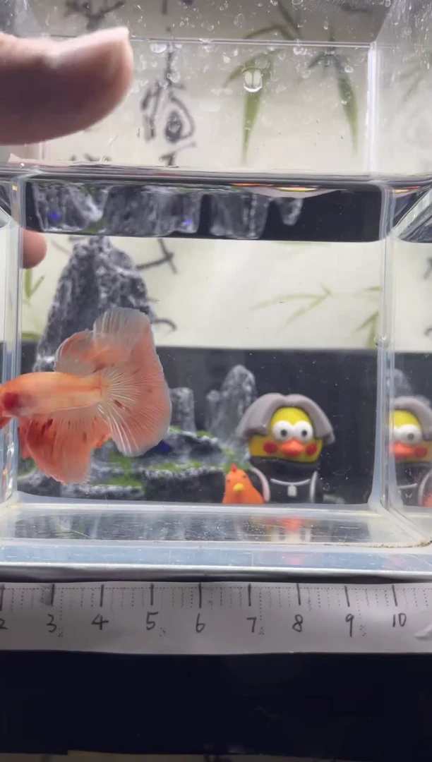 斗鱼泰国精品斗鱼 A20