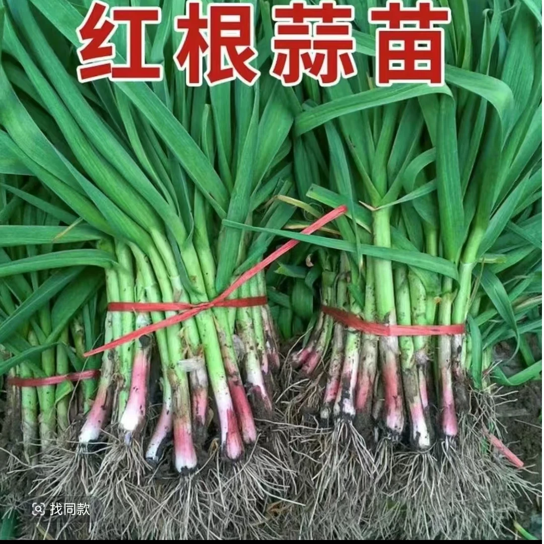 农家自种红根蒜苗新鲜红皮蒜苗现挖现发青梗红根蒜苗新鲜应季蔬菜