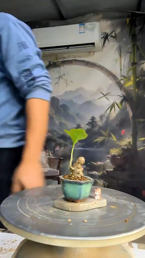 小*香中青园艺一物一拍288