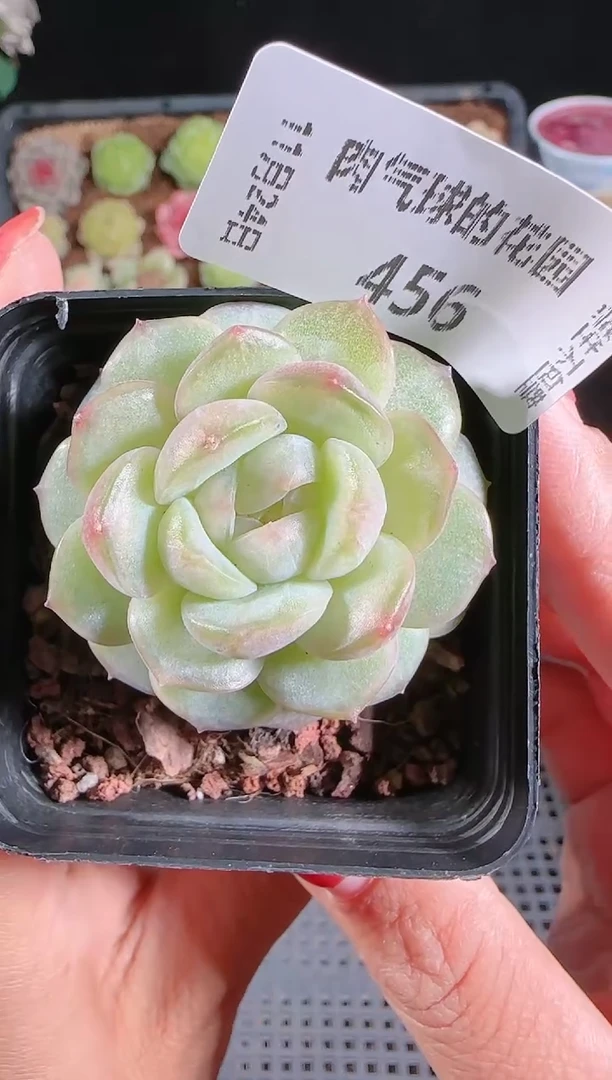 1124-456西江月群生不包整
