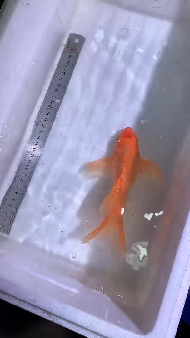 蝴蝶鲤鱼蝴蝶鲤直播选鱼专用链接 凭开箱视频售后